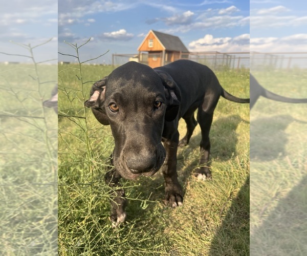Medium Photo #5 Great Dane Puppy For Sale in AMARILLO, TX, USA