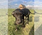 Small #4 Great Dane