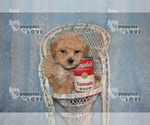 Small Photo #6 Maltipoo-Poodle (Toy) Mix Puppy For Sale in SANGER, TX, USA
