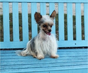 Yorkshire Terrier Puppy for sale in BARNESVILLE, KS, USA