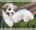 Small #2 Havanese