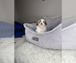 Small #8 Shih Tzu