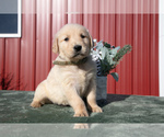 Puppy Beckett Golden Retriever