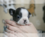 Small Photo #20 French Bulldog Puppy For Sale in SPOKANE, WA, USA