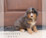 Small #1 Bernedoodle