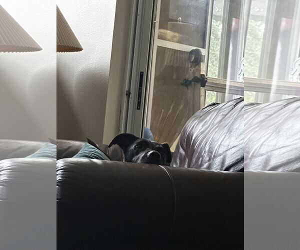 Medium Photo #5 Labrador Retriever-Unknown Mix Puppy For Sale in Orlando, FL, USA