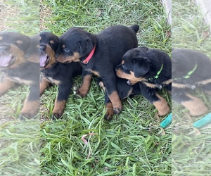 Rottweiler Puppy for sale in SAN ANGELO, TX, USA