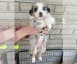 Small #5 Australian Shepherd