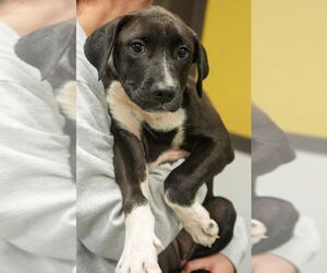 American Pit Bull Terrier-Retriever  Mix Dogs for adoption in Bridgewater, NJ, USA