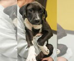 Small American Pit Bull Terrier-Retriever  Mix