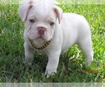 Puppy 4 French Bulldog
