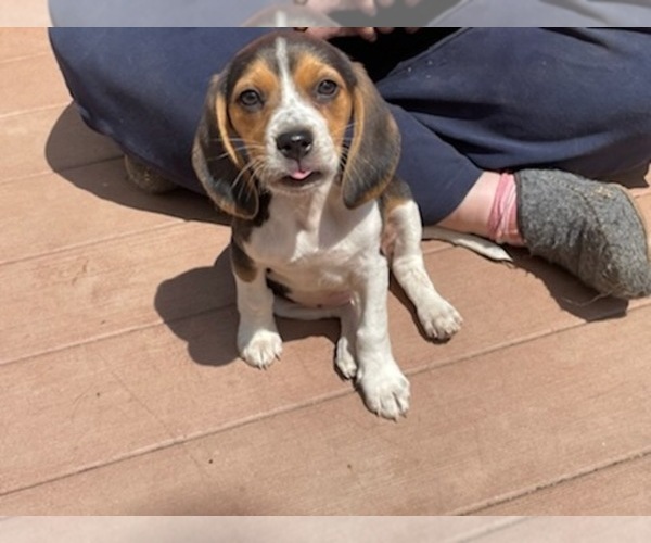 Medium Photo #1 Beagle Puppy For Sale in LEWISBURG, WV, USA
