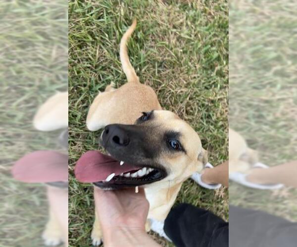 Medium Photo #1 Black Mouth Cur-German Shepherd Dog Mix Puppy For Sale in Baytown, TX, USA