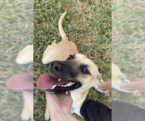 Black Mouth Cur-German Shepherd Dog Mix Dogs for adoption in Baytown, TX, USA
