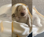 Small Photo #2 Golden Retriever Puppy For Sale in ANAHEIM, CA, USA
