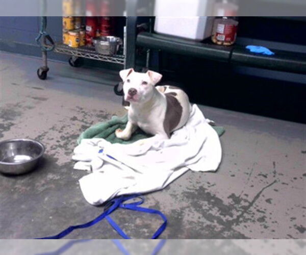 Medium Photo #1 American Pit Bull Terrier Puppy For Sale in Tallahassee, FL, USA