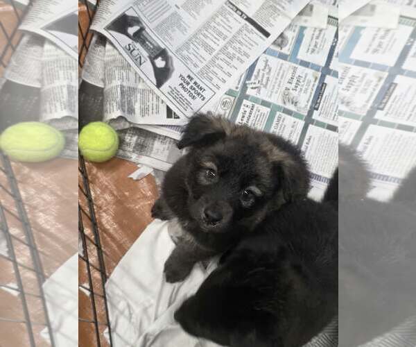 Medium Photo #2 German Shepherd Dog-Unknown Mix Puppy For Sale in SHERBURNE, NY, USA