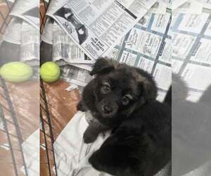 Kodiak (NY-Sarah) - Male German Shepherd Dog-Unknown Mix Dog for Adoption - Photo #2