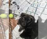 Small Photo #2 German Shepherd Dog-Unknown Mix Puppy For Sale in SHERBURNE, NY, USA