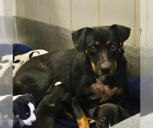 Rottweiler-Unknown Mix Dogs for adoption in San Antonio, TX, USA