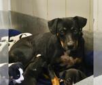 Small Rottweiler Mix