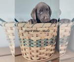Small Photo #5 Labrador Retriever Puppy For Sale in CASHTON, WI, USA