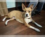 Small Basenji Mix