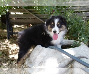 Medium Australian Shepherd