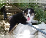 Puppy Jade Australian Shepherd