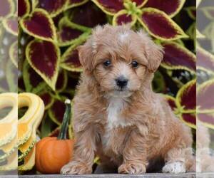 Bichpoo Puppy for sale in GAP, PA, USA