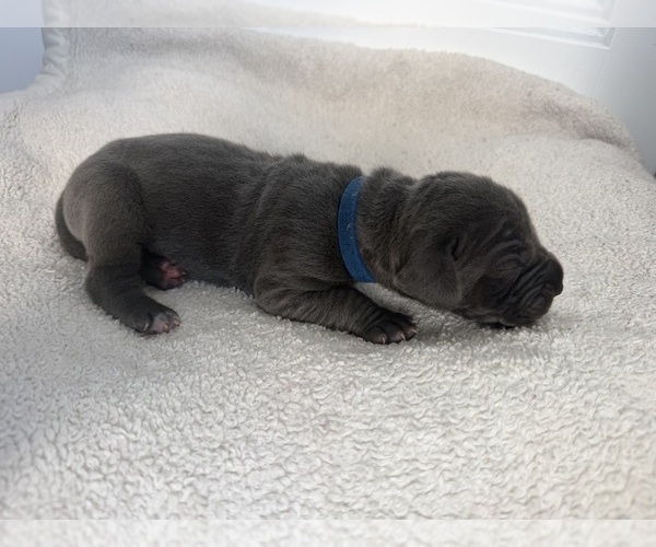 Medium Photo #4 Great Dane Puppy For Sale in OLATHE, CO, USA