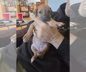 Rhodesian Ridgeback Puppy for sale in ALBA, TX, USA