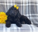 Small Photo #8 Goldendoodle Puppy For Sale in LAKELAND, FL, USA
