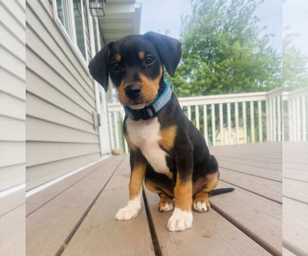 Medium Photo #2 Jack Russell Terrier-Unknown Mix Puppy For Sale in St. Louis Park, MN, USA