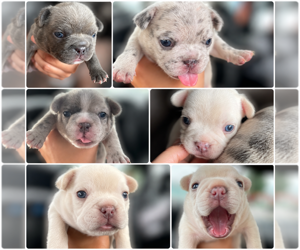 Medium Photo #1 French Bulldog Puppy For Sale in SAN BERNARDINO, CA, USA