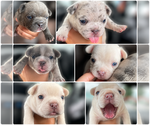 Small French Bulldog