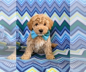 Bichpoo Puppy for sale in LINCOLN UNIV, PA, USA