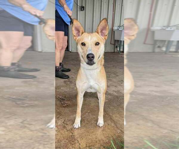 Medium Photo #4 Mutt Puppy For Sale in Abbeville, LA, USA