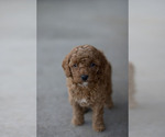 Small Photo #20 Goldendoodle (Miniature) Puppy For Sale in DENVER, PA, USA