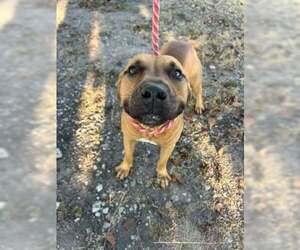 Curry - Male Labrador Retriever-Unknown Mix Dog for Adoption - Photo #2