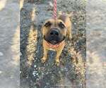 Small Photo #2 Labrador Retriever-Unknown Mix Puppy For Sale in Rowlett, TX, USA
