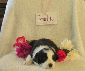 Border Collie-English Shepherd Mix Puppy for sale in SHILOH, OH, USA
