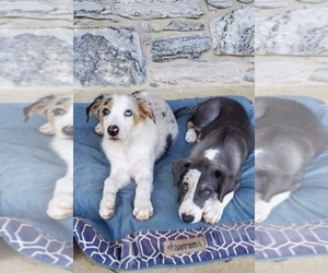 Border Collie Puppy for sale in RED LION, PA, USA