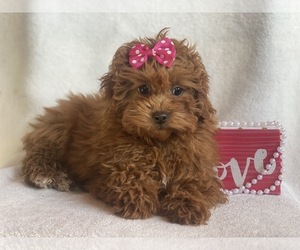 Poodle (Toy) Puppy for sale in EAST EARL, PA, USA