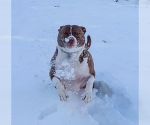 FERGAL aka RAMBO - Male Mutt Dog for Adoption - Photo #23