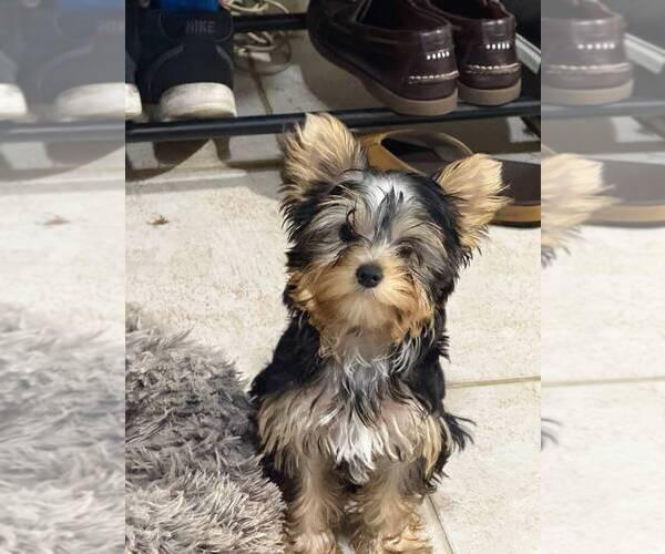 Medium Photo #2 Yorkshire Terrier Puppy For Sale in CORAL SPRINGS, FL, USA