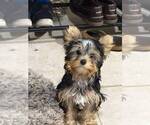 Small #1 Yorkshire Terrier