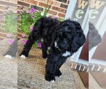 Small #3 Aussiedoodle