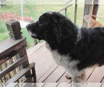 Small #3 Saint Berdoodle