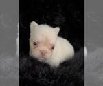 Puppy Mini FLUFFY French Bulldog